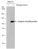 Anti-Dengue virus NS5 protein antibody used in Western Blot (WB). GTX124253